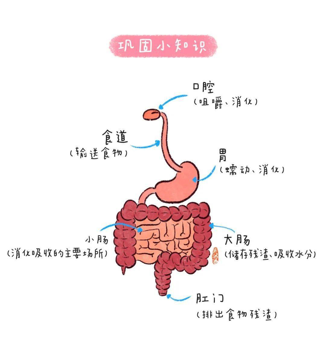 大便的形成过程图片